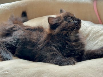 Petit Pavot