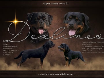 Dexline's