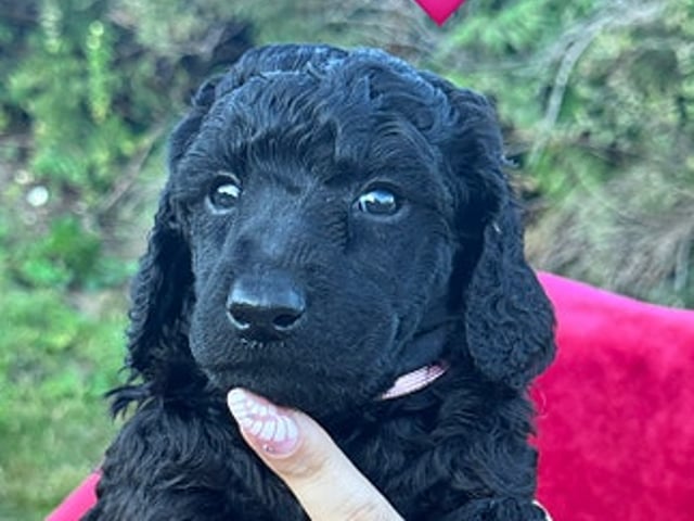 Standard Poodle · Svinndal · Ewa Szczepanska