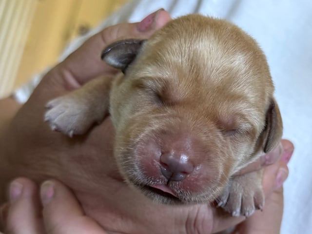Labrador retriever