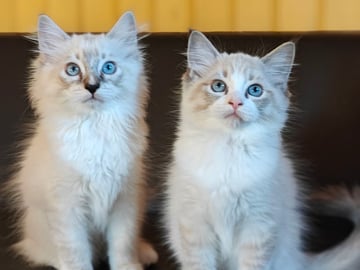 Ragdoll · Vadstena · Skåningstorp
