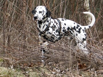 Dalmatian