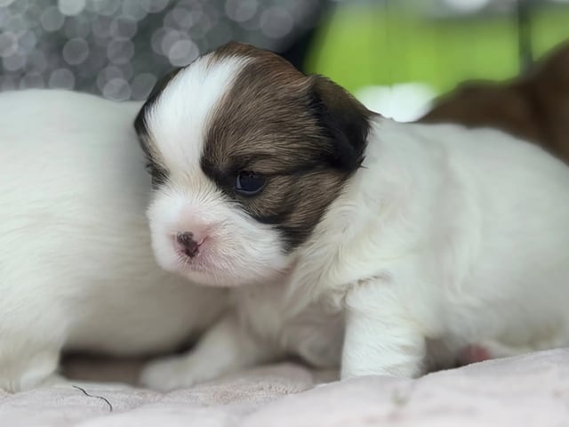 Tibetansk spaniel