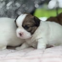 Tibetansk spaniel