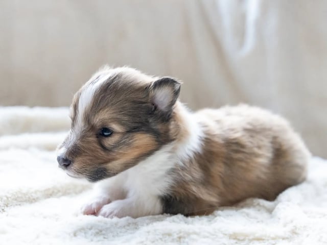 Shetland sheepdog