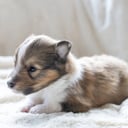 Shetland sheepdog