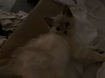 Ragdoll/perser · Hässleholm · Kattunge till salu