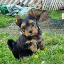 Yorkshire terrier