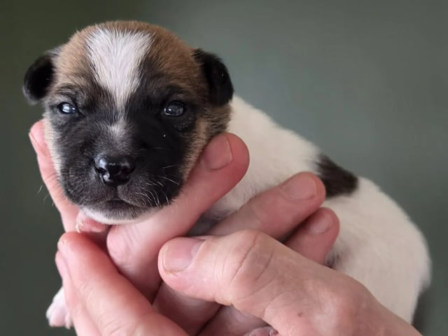 Dansk-svensk gårdhund
