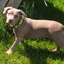 American Bully