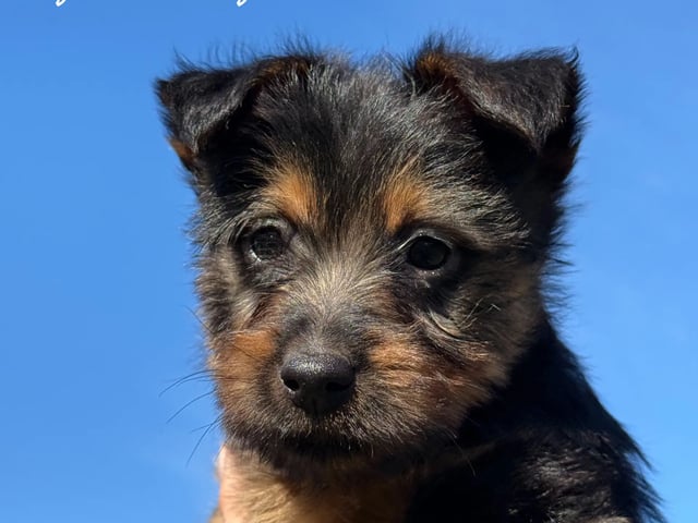 Australsk terrier