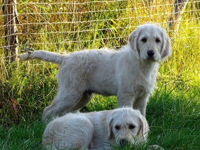 Labradoodle · överkalix · Humlehjarta