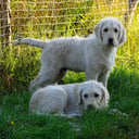 Labradoodle