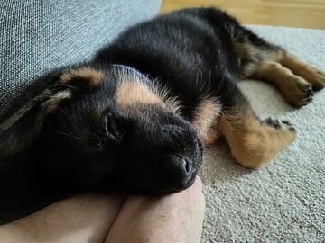 Schäferhund · Linköping · Kevin S.