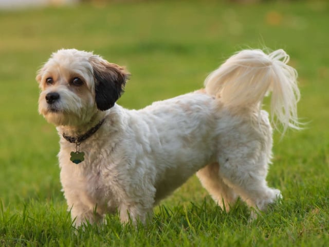 Cavachon