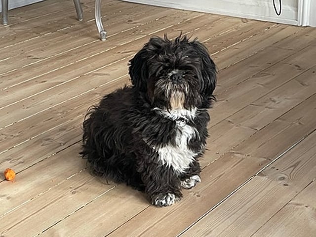 Skønne Shih Tzu hvalpe