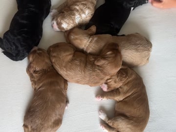 Cockapoo · Fornebu · Kaja F.