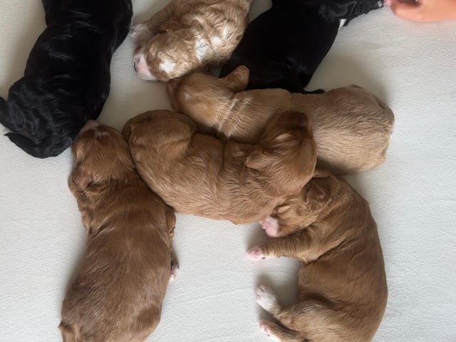 Cockapoo · Fornebu · Kaja F.