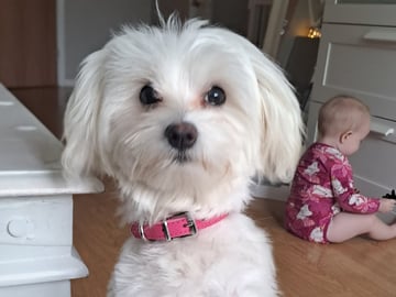 Maltipoo