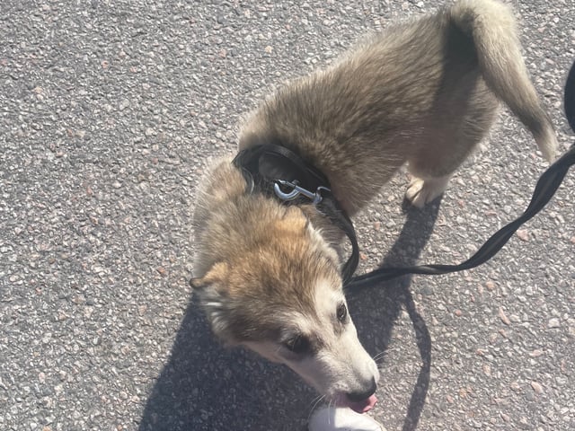 Alaskan malamute