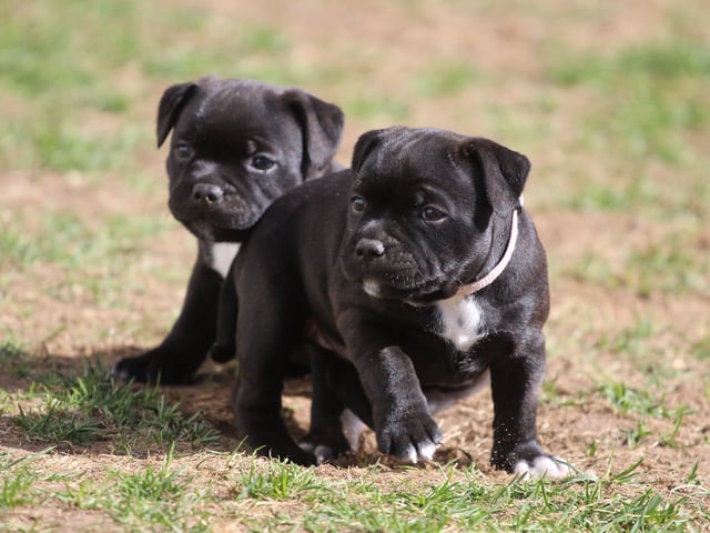 Staffordshire bull terrier