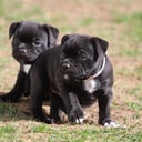 Staffordshire bull terrier