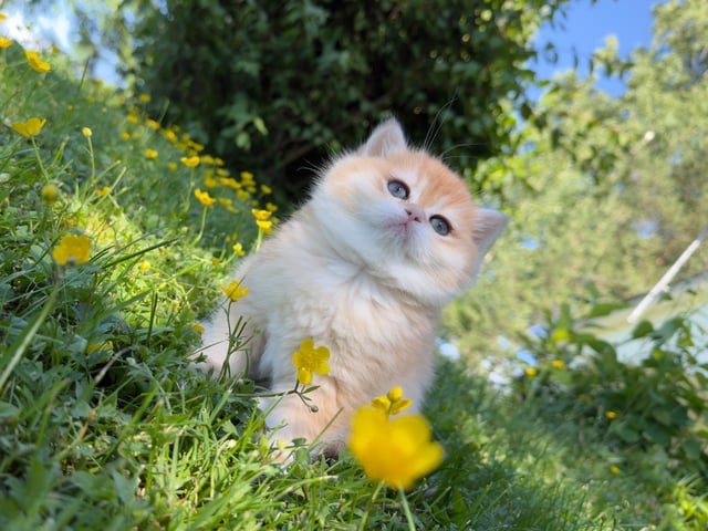 Brittiskt korthår · Arneberg · Blue Blood Paws