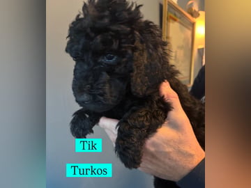 Goldendoodle · Västerlanda · Lugnets kennel