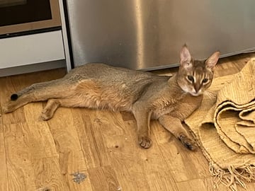 Chausie · Järfälla · Elia Y.