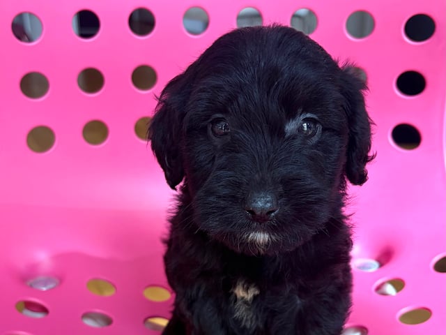 Labradoodle · Vittsjö · Fluffssons