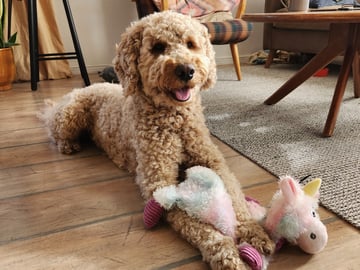 Smith Labradoodles