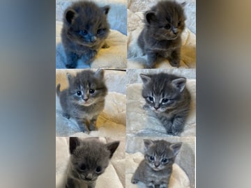 Maine coon / ragdoll / mix · Ursviken · Karin T.