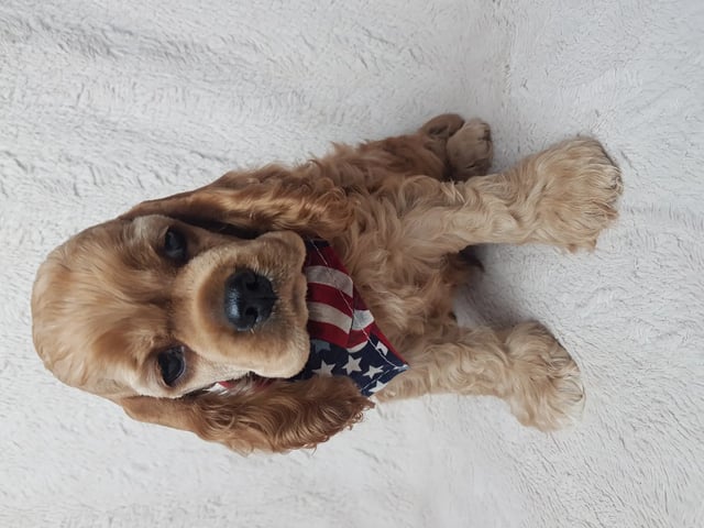 Amerikansk cocker spaniel