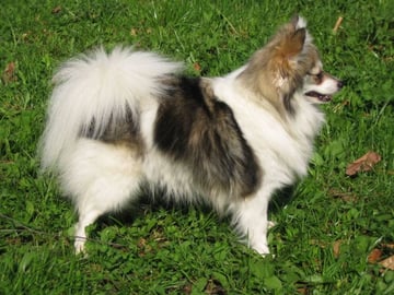 German Spitz – Kleinspitz