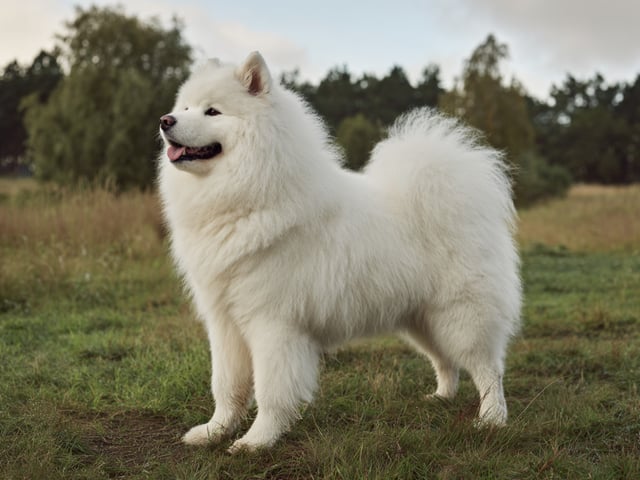 Samojedhund
