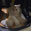 Ragdoll