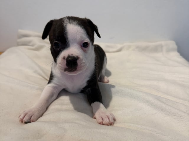 Staffordshire bull terrier · Vintrosa · SupremeTeamSbt