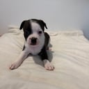 Staffordshire Bull Terrier