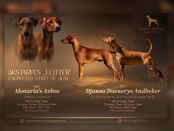 Pinscher · Kjeller · Akstaria