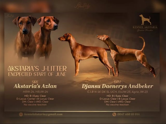 Pinscher