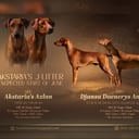 Pinscher