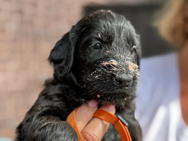 Flatcoated retriever