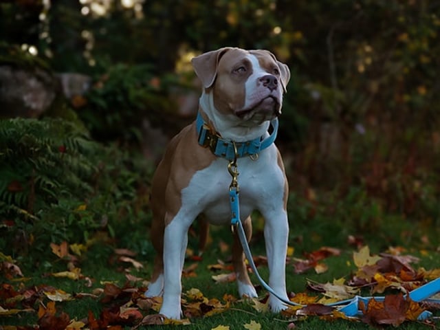 American bully valpar