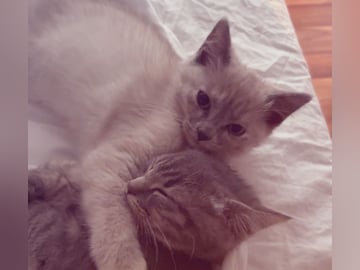 Ragdoll/perser · Hässleholm · Kattunge till salu