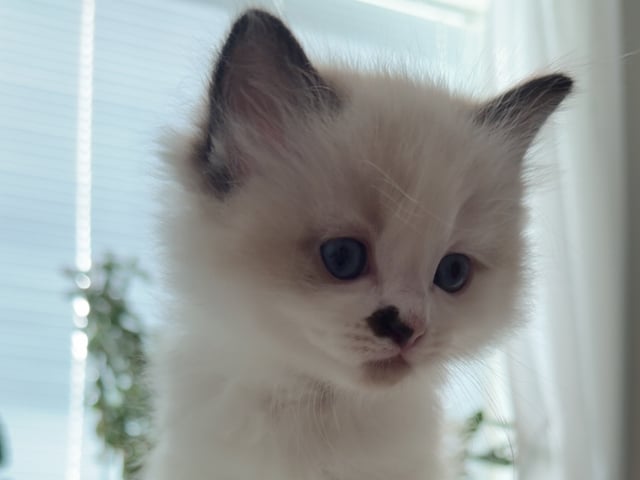 Kattunge: Yoshi