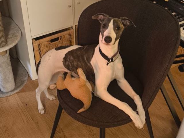 Whippet