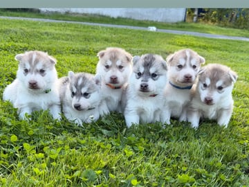 Siberian husky · Nannestad · Wenche Ulleberg-Bøhmer