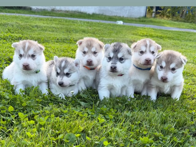 Siberian husky