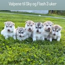 Siberian husky