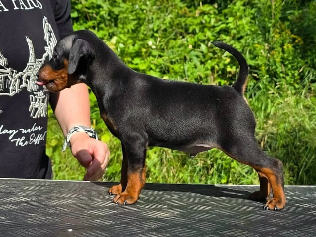 Dværgpinscher